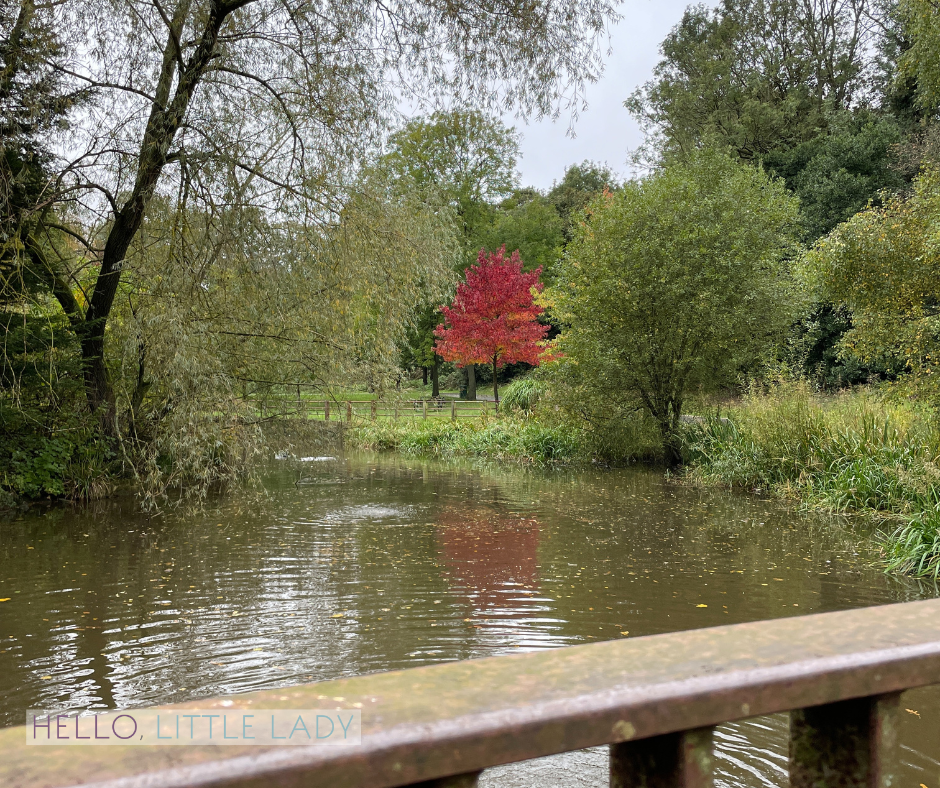 Blog Post - October reflections and social media. A park pond with surrounded by trees in the background. One tree is a beautiful autumnal red.